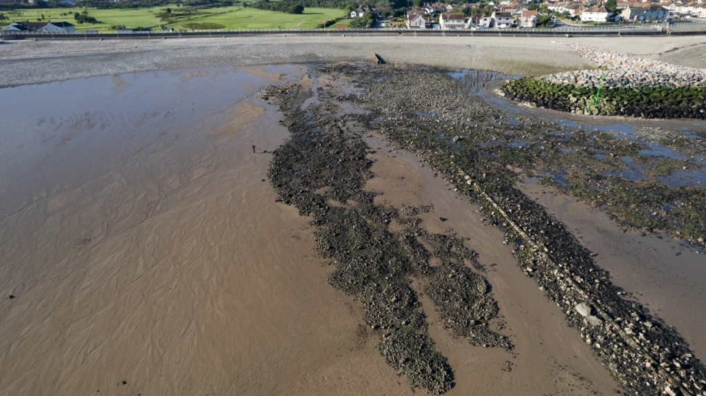 Jones Bros relocates wildlife in world first as part of multi-million-pound coastal defence scheme